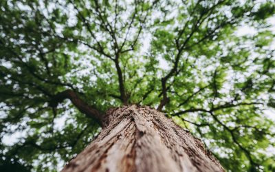Uwaga mieszkańcy! Apelujemy o bieżące przeprowadzanie zabiegów pielęgnacyjnych drzew i krzewów i przycinanie koron drzew
