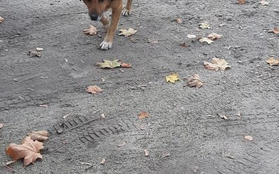 Pies przebywający na ul. Łąkowej w Malczycach