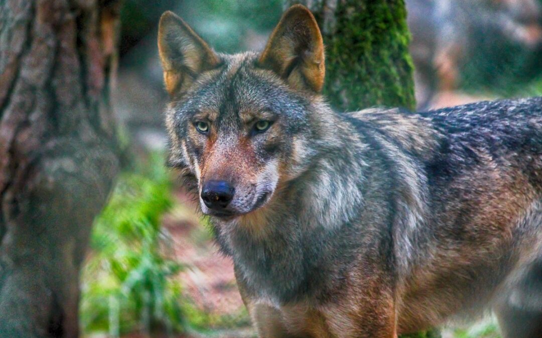 Jak odpowiednio reagować na incydenty z udziałem wilków